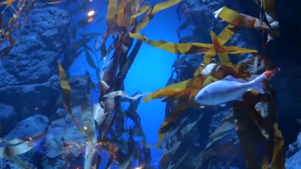 Close up of under water sea and fish life — Stock Video