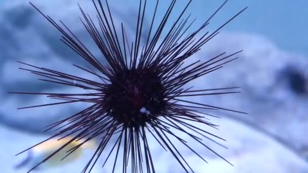 Close-up de peixes marinhos subaquáticos azuis, detalhe — Vídeo de Stock