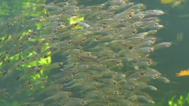 Close up of blue underwater sea fish, detail — Stock Video