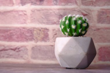 Masanın üzerindeki cattus ağacını duvara yasla.