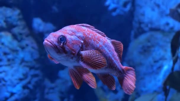 Close-up van blauwe onderwater vis, detail — Stockvideo
