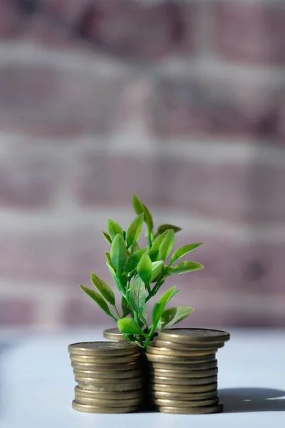 Planta joven que crece con pila de monedas — Foto de Stock