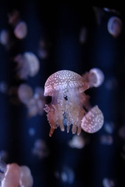 Aurelia Aurita denizanası akvaryuma yakın çekim, yakın çekim. 