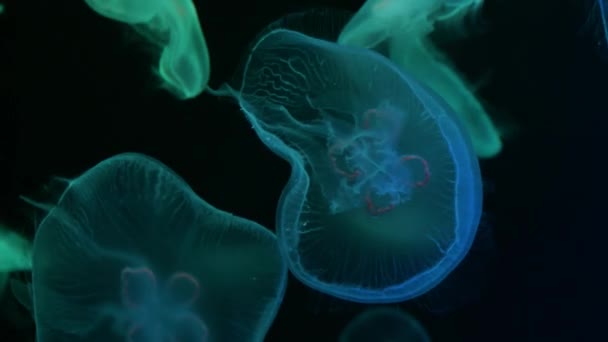 Medusas Aurelia aurita primer plano en acuario, primer plano — Vídeo de stock