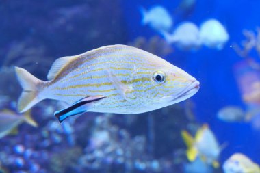 Denizin renkli mercan kayalıkları.