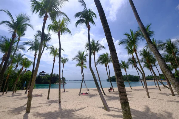 Красивые тропические пальмы против голубого неба с белыми облаками . — стоковое фото
