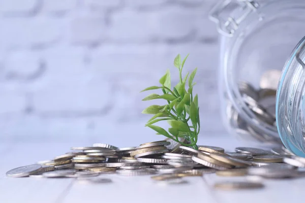 Crecimiento de plantas en monedas de ahorro, inversión y concepto de interés — Foto de Stock