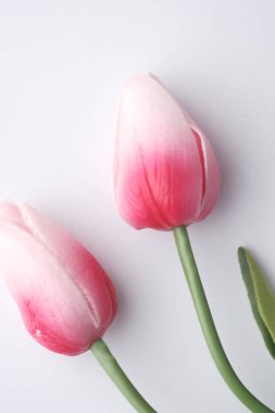 Beyaz üzerinde lale çiçeğinin yüksek açılı görüntüsü.