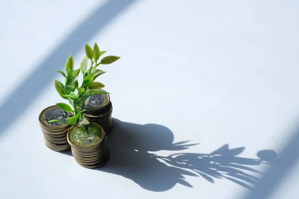 Joven planta que crece a través de monedas, el concepto de inversión . — Foto de Stock