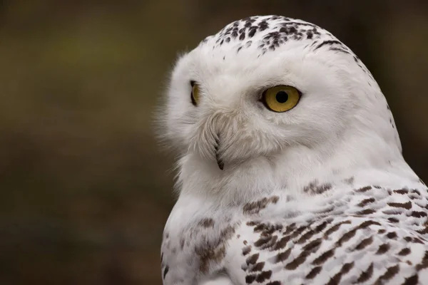 Снежная Сова Bubo Scandiacus Фотография Снежной Совы Сделана Приюте Животных — стоковое фото