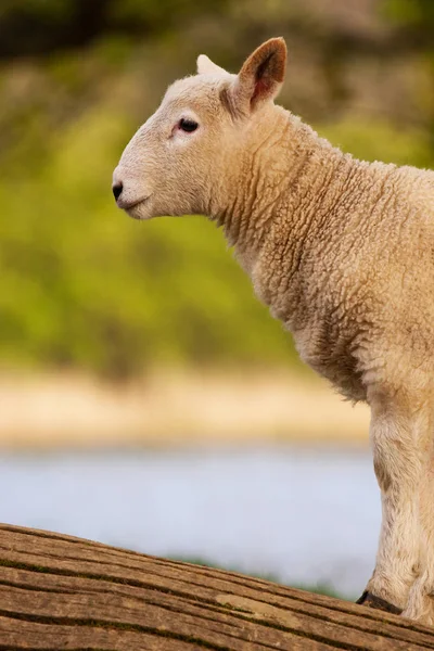 English Lamb Young Lamb Derwentwater Cumbria English Lake District — Stock Photo, Image