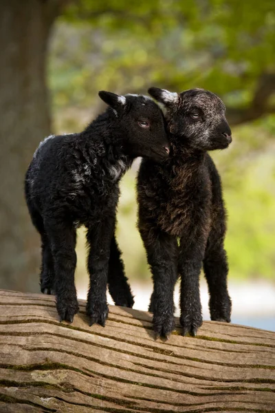 Love Two Young Lambs Derwentwater Cumbria English Lake District — Stock Photo, Image