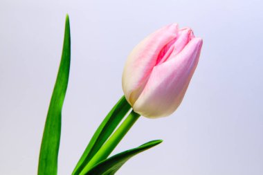 Pembe Tulip. Beyaz arka planda izole edilmiş pembe bir lale..