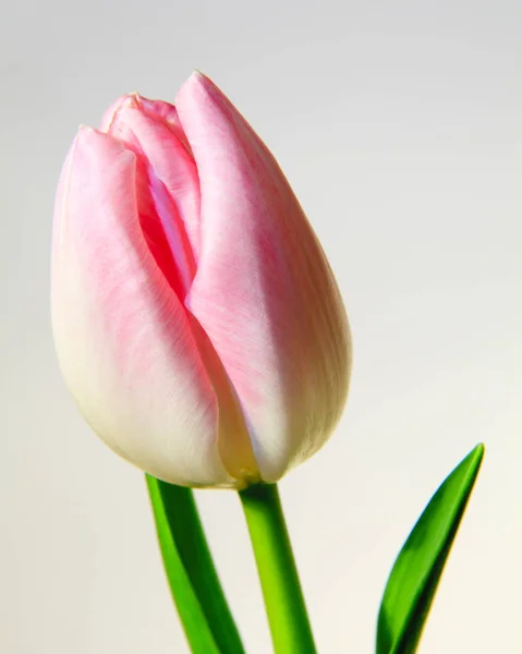 Pink Tulip Pink Tulip Isolated White Background Royalty Free Stock Images