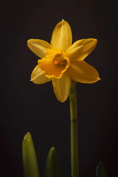 Dwarf Narcissi Yellow Narcissi Isolated Black Background — 스톡 사진