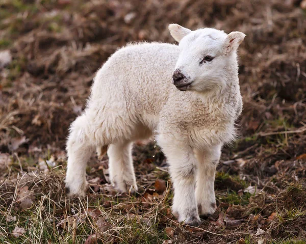 English Lamb Urinating Young Lamb Urinates Ullswater Cumbria English Lake — Stock Photo, Image