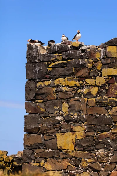 Ptaki Ugniatają Puffiny Wyspach Farne Northumberland Północno Wschodniej Anglii — Zdjęcie stockowe