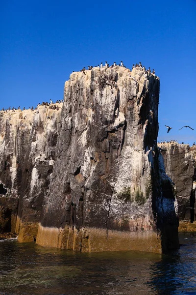 Farne Adaları Kuş Kolonisi Kuzey Doğu Ngiltere Northumberland Açıklarındaki Farne — Stok fotoğraf