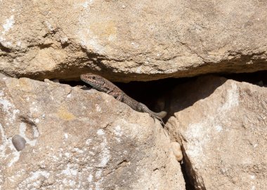 Kertenkele. Türkiye 'nin güneyindeki kayalık saklanma yerinden gün ışığına çıkan bir kertenkele görülüyor.