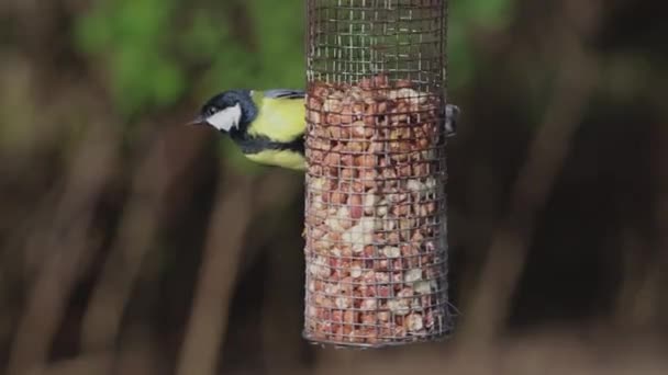 Great Tit Paris Major Bird Feeding Inglés Registro Cerca Una — Vídeo de stock