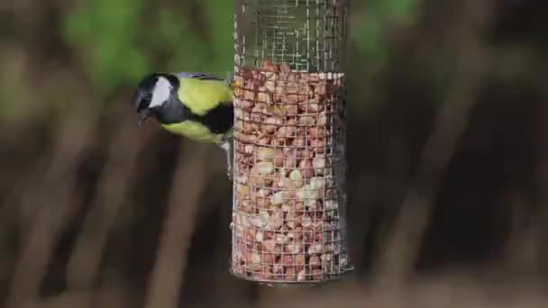 A Great Tit (Parus Major) Bird Feeding. Un enregistrement en gros plan d'un grand nichon se nourrissant d'une mangeoire d'arachides dans un jardin domestique dans le nord de l'Angleterre .