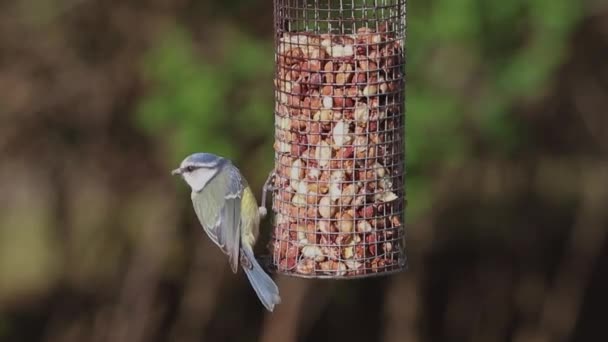 Eurasiática Blue Tit Bird Feeding Uma Gravação Perto Uma Mama — Vídeo de Stock