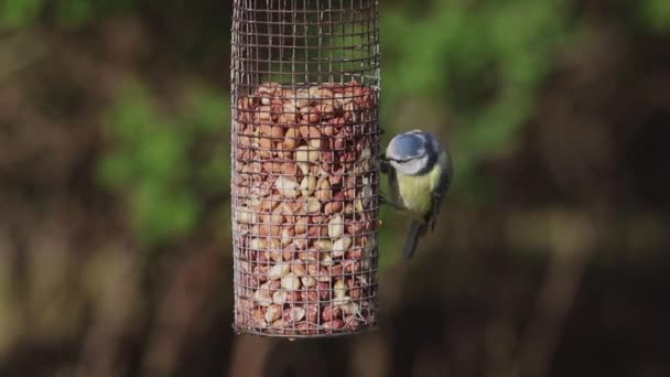 Eurasiática Blue Tit Bird Feeding Uma Gravação Perto Uma Mama — Vídeo de Stock