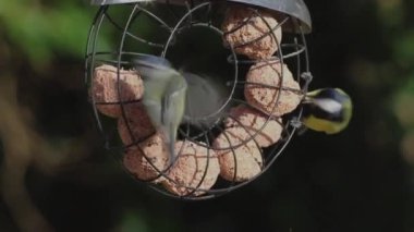 Blue Tit and Great Tit Birds Feeding.  A close up recording of a Eurasian blue tit and a great tit (parus major) feeding from a ring of suet fat balls in a domestic garden in northern England.