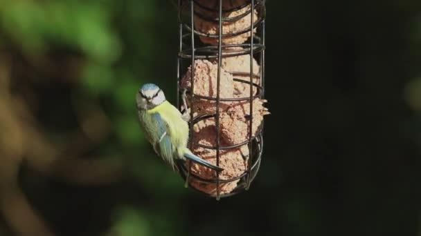 Eurasiática Blue Tit Bird Feeding Uma Gravação Perto Uma Mama — Vídeo de Stock