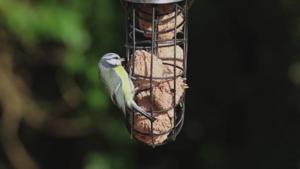 Close Recording Eurasian Blue Tit Feeding Ring Suet Fat Balls — Stockvideo