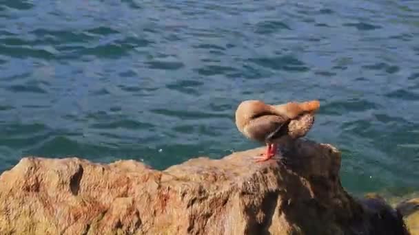 Dişi Mallard Dişi Bir Yaban Ördeği Talya Garda Gölü Nün — Stok video