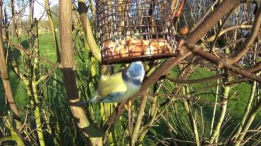 Eurasian Blue Tit Bird Feeding. A close up recording of a Eurasian blue tit bird feeding in a domestic garden in northern England. A chaffinch is seen in the background.