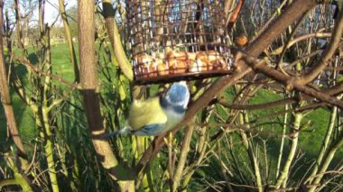 A slow motion close up recording of a Eurasian blue tit bird feeding in a domestic garden in northern England. A chaffinch is seen in the background.