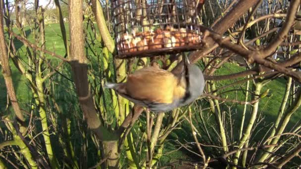 Uma Gravação Perto Pássaro Nuthatch Sitta Europaea Alimentando Jardim Doméstico — Vídeo de Stock