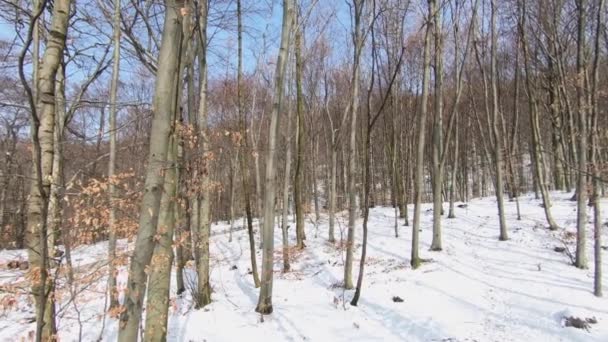 Una Vista Invierno Través Bosque Cubierto Nieve Kapuzinerberg Una Montaña — Vídeos de Stock