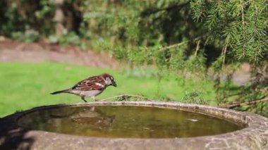 İngiltere 'nin kuzeyindeki bir iç bahçedeki kuş banyosundan içme suyu içen yetişkin bir erkek serçenin (geçen yerli) yakın çekim kaydı..
