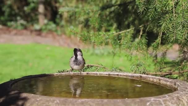 英国北部の家庭菜園の鳥風呂からの成人男性の家のスズメ 合格国内 飲料水のクローズアップ記録 — ストック動画