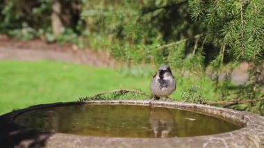 House Sparrow (Passer Domesticus) İçiyor. Yetişkin bir erkek serçenin, İngiltere 'nin kuzeyindeki bir bahçedeki kuş banyosundan su içtiği yakın çekim kaydı..