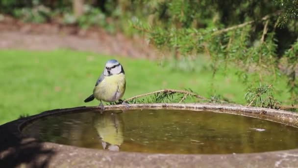 Eurasian Blue Tit Drinking Close Recording Eurasian Blue Tit Drinking — Stockvideo