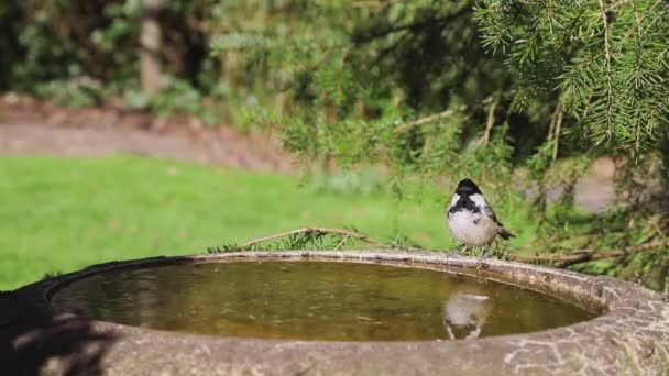 Coal Tit House Sparrow Drinking Coal Tit Periparus Ater Adult — 图库视频影像