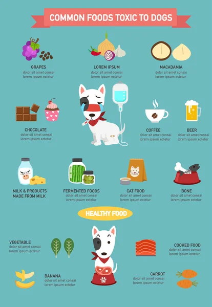 Makanan umum beracun untuk anjing infographic.illustration - Stok Vektor