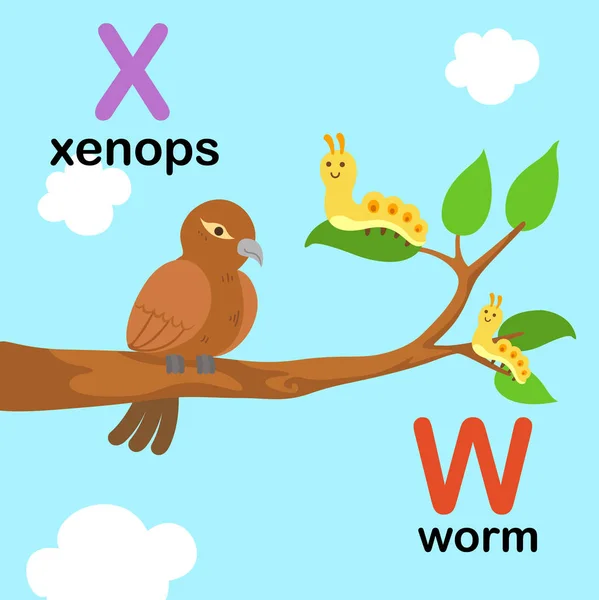 Алфавитное письмо W-worm, X-xenops, иллюстрация — стоковый вектор