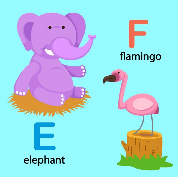 Illustrazione alfabeto isolato Lettera E-elefante, F-fenicottero — Vettoriale Stock