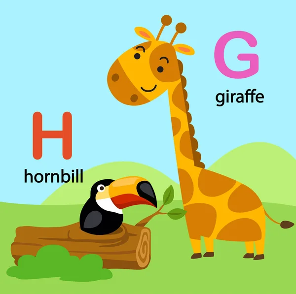 Ilustrace, samostatný abecedě písmeno G-žirafa, H-zoborožce, — Stockový vektor