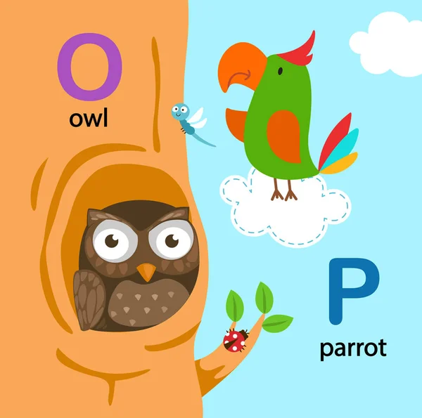 Illustration isolerade alfabetet brev O-Uggla, P-papegoja — Stock vektor