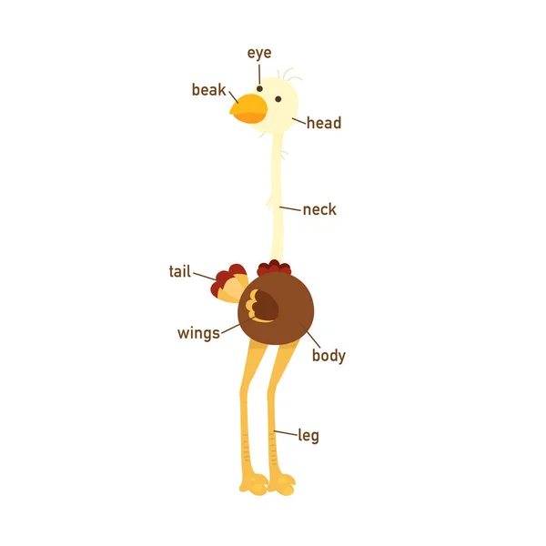 Illustration of ostrich vocabulary part of body — Stock Vector