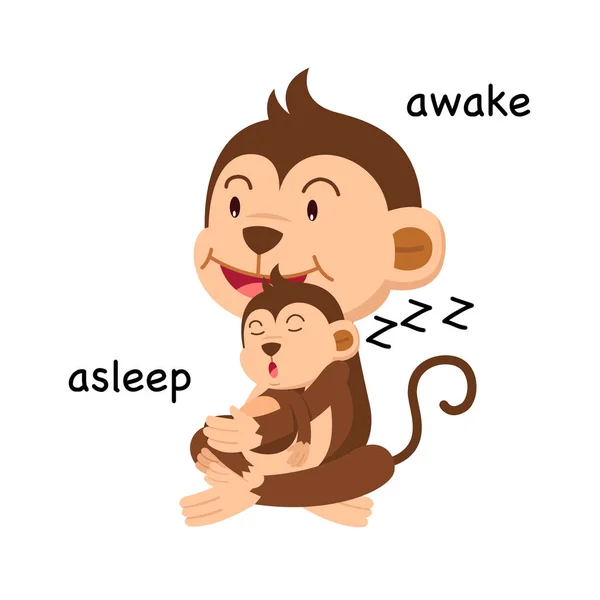 Opposite words asleep and awake vector — Stock Vector