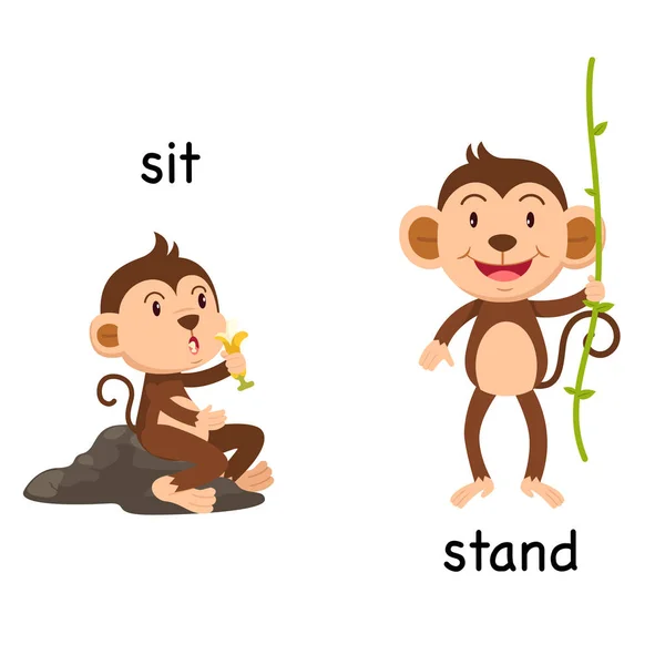 Mittemot ord sitta och stå vektor — Stock vektor