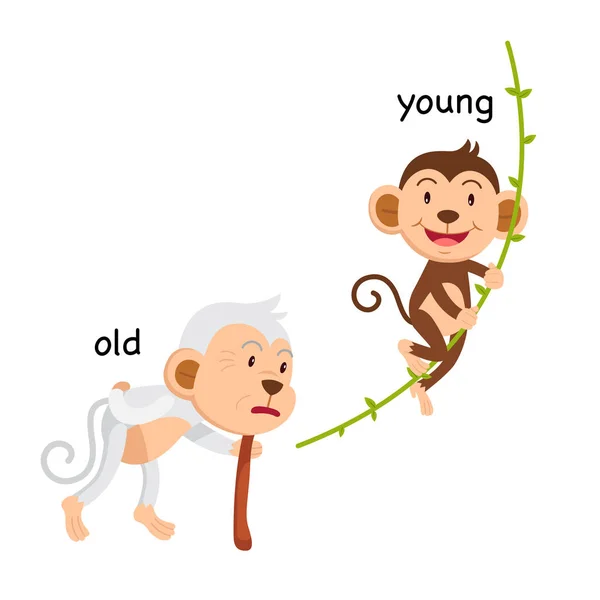 Oposto ilustração velha e jovem — Vetor de Stock