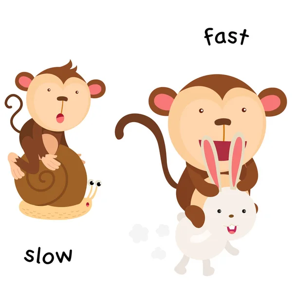 Motsatta långsam och snabb illustration — Stock vektor